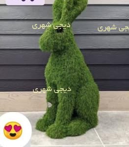 المانشهری خرگوش