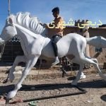 المانشهری اسب