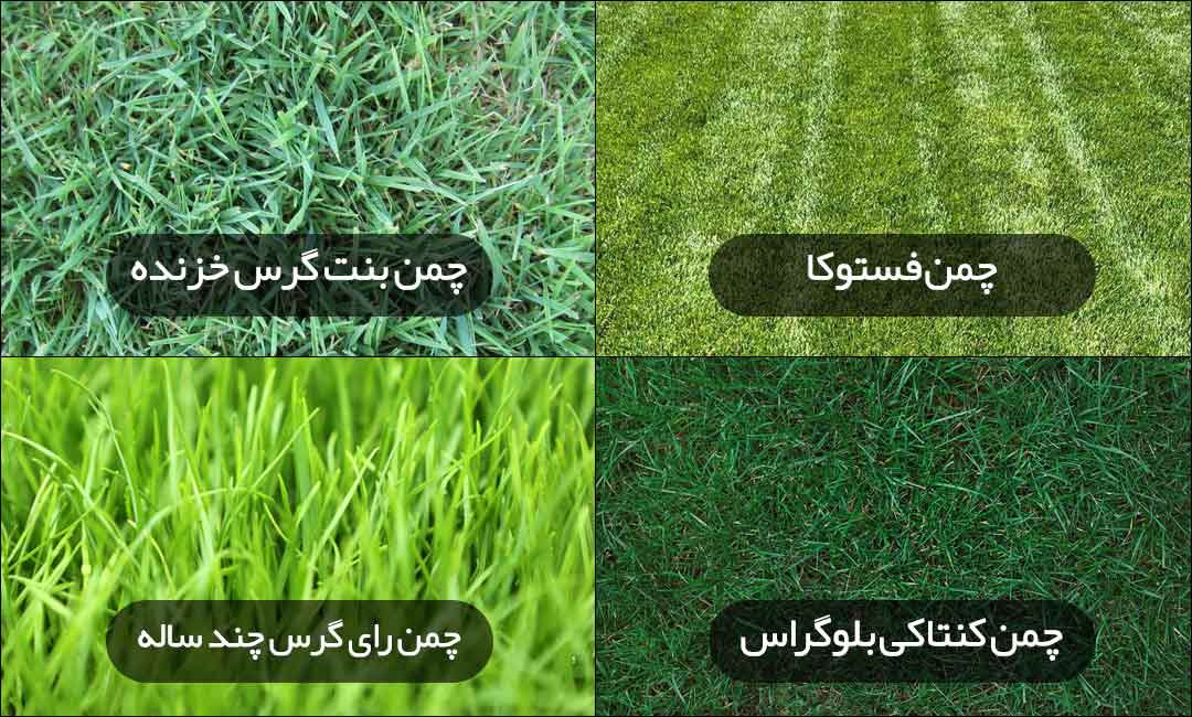 انواع چمن طبیعی