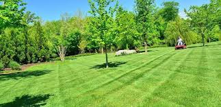 پیدایش چمن طبیعی در جهان