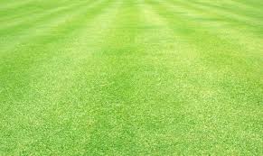 راهنمای جامع نگهداری از چمن طبیعی در حیاط و فضاهای ورزشی